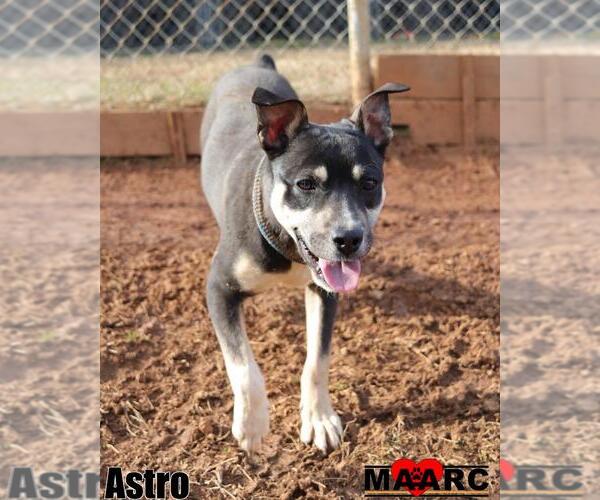 Medium Photo #4 Mutt Puppy For Sale in Maryville, TN, USA