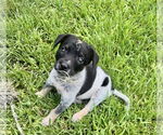 Small #3 Mutt