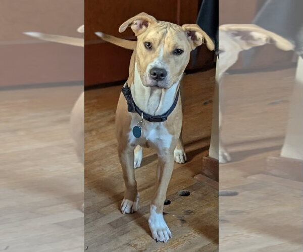 Medium Photo #6 American Pit Bull Terrier-Catahoula Leopard Dog Mix Puppy For Sale in St. Louis Park, MN, USA