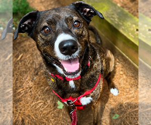 Jackson *FOSTER NEEDED TOO! - Male Retriever -Unknown Mix Dog for Adoption - Photo #10