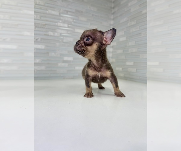 Medium Photo #9 French Bulldog Puppy For Sale in EASTVALE, CA, USA