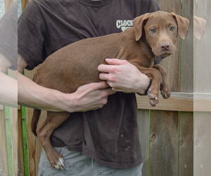 Pumpkin - Male Labralas Dog for Adoption - Photo #2