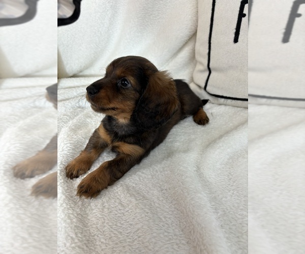 Medium Photo #4 Dachshund Puppy For Sale in GREENFIELD, IN, USA