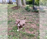 Puppy Yellow American Bully