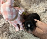 Puppy Diamond Australian Shepherd