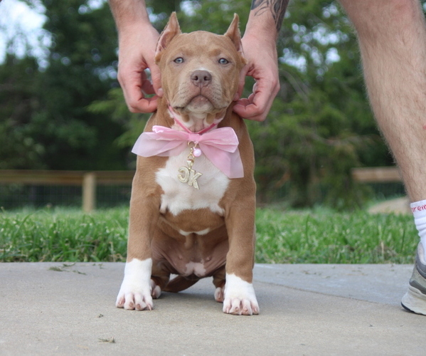 Medium Photo #3 American Bully Puppy For Sale in FRANKLIN, KY, USA