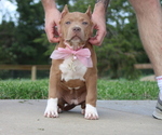 Puppy Lime Green American Bully