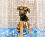 Small Photo #2 Mountain Cur-Unknown Mix Puppy For Sale in GILBERTS, IL, USA