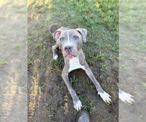 Mutt Dogs for adoption in Riverside, CA, USA