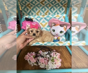 Cavapoo Puppy for sale in BELDING, MI, USA