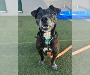 Mutt Dogs for adoption in Boston, MA, USA