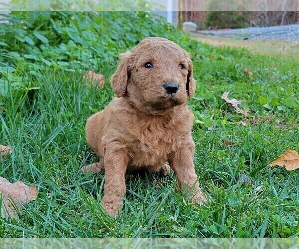 Medium Photo #2 Goldendoodle Puppy For Sale in RUTHERFORDTON, NC, USA