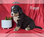Puppy Faye Bernese Mountain Dog