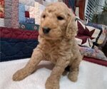 Puppy Male 3 Goldendoodle
