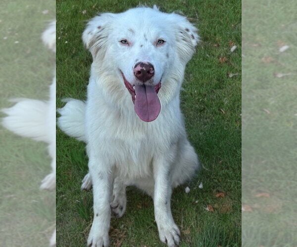 Medium Photo #2 Australian Shepherd-Unknown Mix Puppy For Sale in Newport Beach, CA, USA