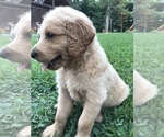 Small Photo #15 Goldendoodle Puppy For Sale in WOODLAND, AL, USA