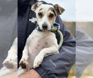 Rat Terrier-Unknown Mix Dogs for adoption in Unionville, PA, USA