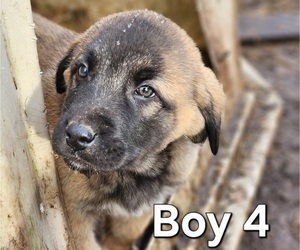Central Asian Shepherd Dog-Kangal Dog Mix Puppy for sale in EIDSON, TN, USA