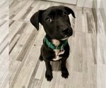 Small Photo #10 Labrador Retriever-Unknown Mix Puppy For Sale in Boston, MA, USA