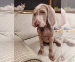 Small Photo #7 Weimaraner Puppy For Sale in BUNNELL, FL, USA