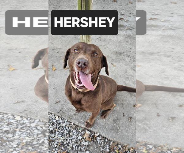 Medium Photo #3 Chocolate Labrador retriever-Unknown Mix Puppy For Sale in DuQuoin, IL, USA