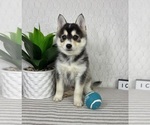 Small #3 Pomsky