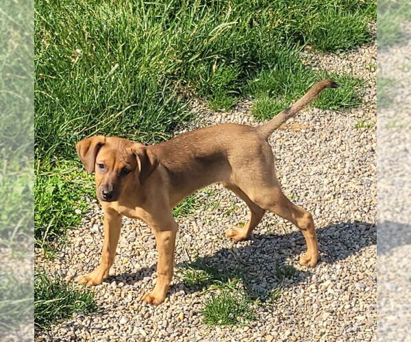 Medium Photo #1 Mutt Puppy For Sale in FAIRLAWN, OH, USA