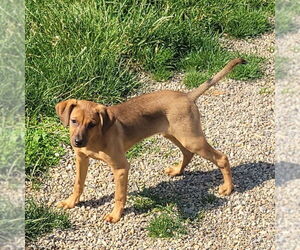 Mutt Dogs for adoption in FAIRLAWN, OH, USA