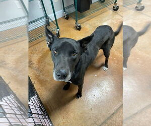 German Shepherd Dog-Great Dane Mix Dogs for adoption in Bolivar, MO, USA