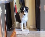 Small Photo #2 Collie Puppy For Sale in KUNA, ID, USA