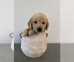 Puppy Theo Golden Retriever