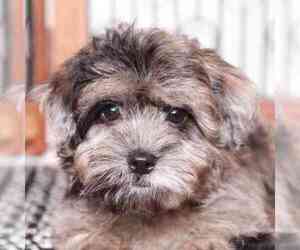 Lhasa-Poo Puppy for sale in NAPLES, FL, USA