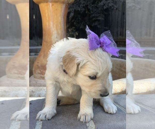 Medium Photo #77 Golden Retriever Puppy For Sale in SACRAMENTO, CA, USA
