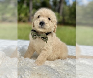 Goldendoodle Puppy for sale in FROSTPROOF, FL, USA