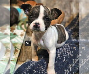 Boston Huahua Dogs for adoption in Wakefield, RI, USA