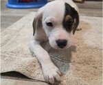 Small #2 Basset Hound Mix