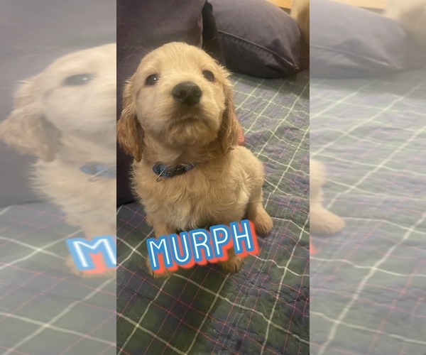 Medium Photo #1 Goldendoodle Puppy For Sale in SPENCER, NY, USA