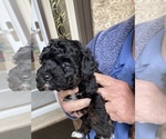 Small Photo #17 Poodle (Toy) Puppy For Sale in ARLINGTON HTS, IL, USA