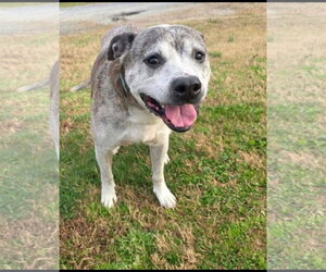 Boxer-Unknown Mix Dogs for adoption in Newfoundland, PA, USA
