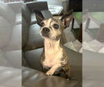 Small #1 Boston Huahua