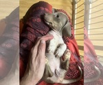 Puppy Isabella cutie Dachshund