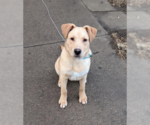 Small Photo #2 Labrador Retriever-Unknown Mix Puppy For Sale in Brooklyn Center, MN, USA