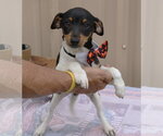 Small #2 Rat Terrier