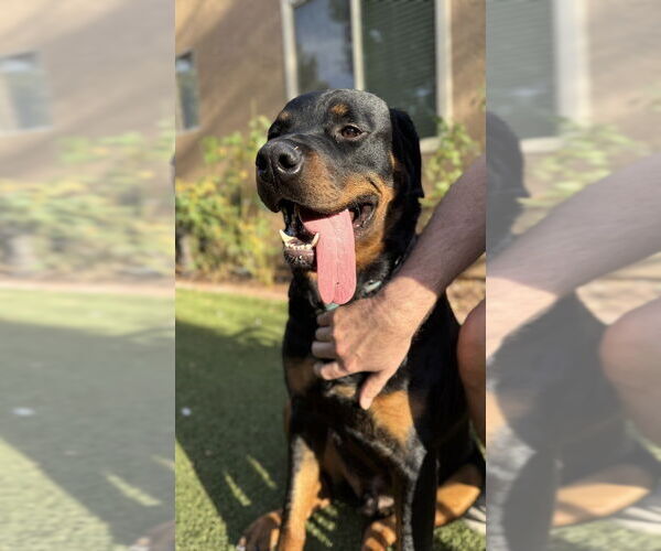 Medium Photo #4 Rottweiler Puppy For Sale in Gilbert, AZ, USA