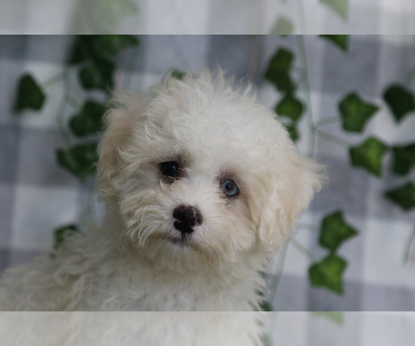 Medium Photo #3 Maltipoo (Miniature) Puppy For Sale in MARIETTA, GA, USA