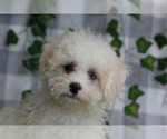 Small #2 Maltipoo (Miniature)