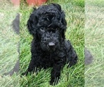 Small Photo #4 Goldendoodle Puppy For Sale in KANSAS CITY, MO, USA