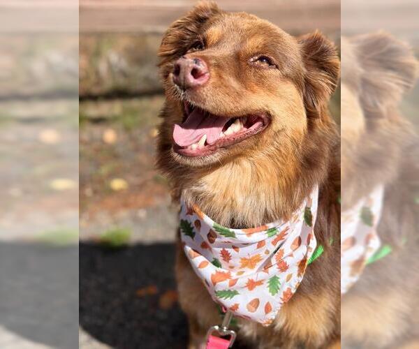 Medium Photo #2 Australian Shepherd-Unknown Mix Puppy For Sale in Frisco, CO, USA