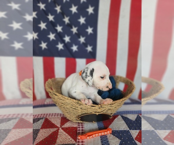 Medium Photo #40 Dalmatian Puppy For Sale in VASSALBORO, ME, USA