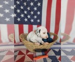 Small Photo #40 Dalmatian Puppy For Sale in VASSALBORO, ME, USA